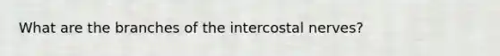 What are the branches of the intercostal nerves?