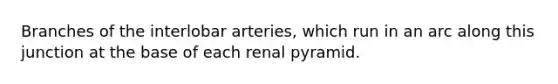 Branches of the interlobar arteries, which run in an arc along this junction at the base of each renal pyramid.