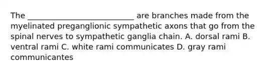 The ___________________________ are branches made from the myelinated preganglionic sympathetic axons that go from the <a href='https://www.questionai.com/knowledge/kyBL1dWgAx-spinal-nerves' class='anchor-knowledge'>spinal nerves</a> to sympathetic ganglia chain. A. dorsal rami B. ventral rami C. white rami communicates D. gray rami communicantes