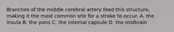 Branches of the middle cerebral artery feed this structure, making it the most common site for a stroke to occur. A. the insula B. the pons C. the internal capsule D. the midbrain