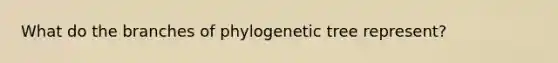 What do the branches of phylogenetic tree represent?