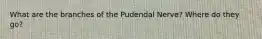 What are the branches of the Pudendal Nerve? Where do they go?