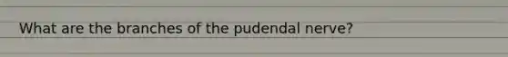 What are the branches of the pudendal nerve?