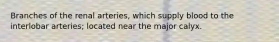 Branches of the renal arteries, which supply blood to the interlobar arteries; located near the major calyx.
