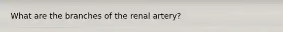 What are the branches of the renal artery?