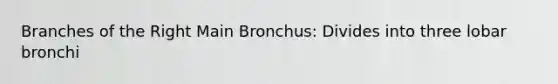 Branches of the Right Main Bronchus: Divides into three lobar bronchi