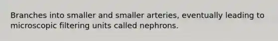 Branches into smaller and smaller arteries, eventually leading to microscopic filtering units called nephrons.