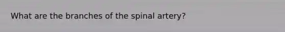 What are the branches of the spinal artery?