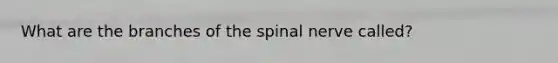 What are the branches of the spinal nerve called?