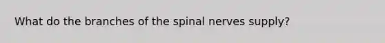 What do the branches of the spinal nerves supply?