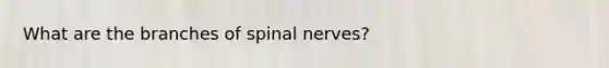 What are the branches of spinal nerves?