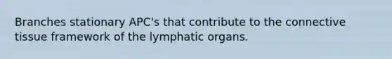 Branches stationary APC's that contribute to the connective tissue framework of the lymphatic organs.