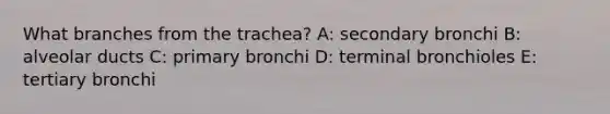 What branches from the trachea? A: secondary bronchi B: alveolar ducts C: primary bronchi D: terminal bronchioles E: tertiary bronchi