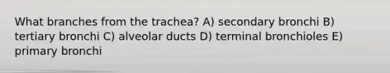 What branches from the trachea? A) secondary bronchi B) tertiary bronchi C) alveolar ducts D) terminal bronchioles E) primary bronchi