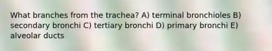 What branches from the trachea? A) terminal bronchioles B) secondary bronchi C) tertiary bronchi D) primary bronchi E) alveolar ducts