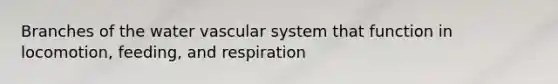 Branches of the water vascular system that function in locomotion, feeding, and respiration