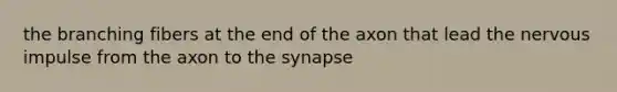 the branching fibers at the end of the axon that lead the nervous impulse from the axon to the synapse