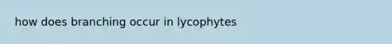 how does branching occur in lycophytes