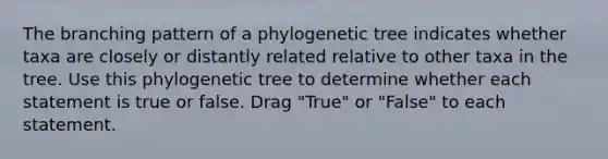 The branching pattern of a phylogenetic tree indicates whether taxa are closely or distantly related relative to other taxa in the tree. Use this phylogenetic tree to determine whether each statement is true or false. Drag "True" or "False" to each statement.