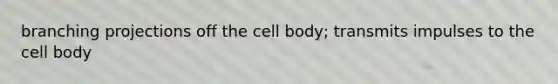 branching projections off the cell body; transmits impulses to the cell body