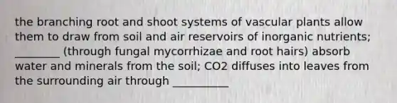 the branching root and shoot systems of vascular plants allow them to draw from soil and air reservoirs of inorganic nutrients; ________ (through fungal mycorrhizae and root hairs) absorb water and minerals from the soil; CO2 diffuses into leaves from the surrounding air through __________