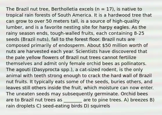 The Brazil nut tree, Bertholletia excels (n = 17), is native to tropical rain forests of South America. It is a hardwood tree that can grow to over 50 meters tall, is a source of high-quality lumber, and is a favorite nesting site for harpy eagles. As the rainy season ends, tough-walled fruits, each containing 8-25 seeds (Brazil nuts), fall to the forest floor. Brazil nuts are composed primarily of endosperm. About 50 million worth of nuts are harvested each year. Scientists have discovered that the pale yellow flowers of Brazil nut trees cannot fertilize themselves and admit only female orchid bees as pollinators. The agouti (Dasyprocta spp.), a cat-sized rodent, is the only animal with teeth strong enough to crack the hard wall of Brazil nut fruits. It typically eats some of the seeds, buries others, and leaves still others inside the fruit, which moisture can now enter. The uneaten seeds may subsequently germinate. Orchid bees are to Brazil nut trees as ________ are to pine trees. A) breezes B) rain droplets C) seed-eating birds D) squirrels