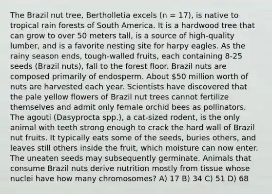 The Brazil nut tree, Bertholletia excels (n = 17), is native to tropical rain forests of South America. It is a hardwood tree that can grow to over 50 meters tall, is a source of high-quality lumber, and is a favorite nesting site for harpy eagles. As the rainy season ends, tough-walled fruits, each containing 8-25 seeds (Brazil nuts), fall to the forest floor. Brazil nuts are composed primarily of endosperm. About 50 million worth of nuts are harvested each year. Scientists have discovered that the pale yellow flowers of Brazil nut trees cannot fertilize themselves and admit only female orchid bees as pollinators. The agouti (Dasyprocta spp.), a cat-sized rodent, is the only animal with teeth strong enough to crack the hard wall of Brazil nut fruits. It typically eats some of the seeds, buries others, and leaves still others inside the fruit, which moisture can now enter. The uneaten seeds may subsequently germinate. Animals that consume Brazil nuts derive nutrition mostly from tissue whose nuclei have how many chromosomes? A) 17 B) 34 C) 51 D) 68