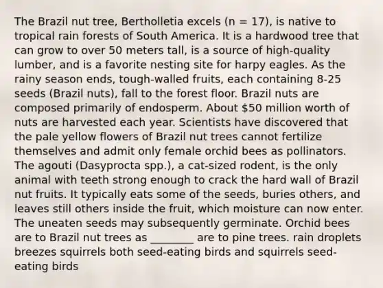 The Brazil nut tree, Bertholletia excels (n = 17), is native to tropical rain forests of South America. It is a hardwood tree that can grow to over 50 meters tall, is a source of high-quality lumber, and is a favorite nesting site for harpy eagles. As the rainy season ends, tough-walled fruits, each containing 8-25 seeds (Brazil nuts), fall to the forest floor. Brazil nuts are composed primarily of endosperm. About 50 million worth of nuts are harvested each year. Scientists have discovered that the pale yellow flowers of Brazil nut trees cannot fertilize themselves and admit only female orchid bees as pollinators. The agouti (Dasyprocta spp.), a cat-sized rodent, is the only animal with teeth strong enough to crack the hard wall of Brazil nut fruits. It typically eats some of the seeds, buries others, and leaves still others inside the fruit, which moisture can now enter. The uneaten seeds may subsequently germinate. Orchid bees are to Brazil nut trees as ________ are to pine trees. rain droplets breezes squirrels both seed-eating birds and squirrels seed-eating birds