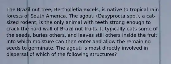 The Brazil nut tree, Bertholletia excels, is native to tropical rain forests of South America. The agouti (Dasyprocta spp.), a cat-sized rodent, is the only animal with teeth strong enough to crack the hard wall of Brazil nut fruits. It typically eats some of the seeds, buries others, and leaves still others inside the fruit into which moisture can then enter and allow the remaining seeds to germinate. The agouti is most directly involved in dispersal of which of the following structures?