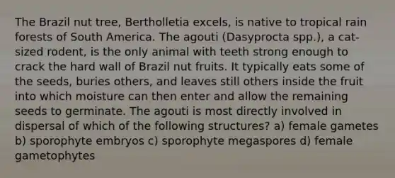 The Brazil nut tree, Bertholletia excels, is native to tropical rain forests of South America. The agouti (Dasyprocta spp.), a cat-sized rodent, is the only animal with teeth strong enough to crack the hard wall of Brazil nut fruits. It typically eats some of the seeds, buries others, and leaves still others inside the fruit into which moisture can then enter and allow the remaining seeds to germinate. The agouti is most directly involved in dispersal of which of the following structures? a) female gametes b) sporophyte embryos c) sporophyte megaspores d) female gametophytes