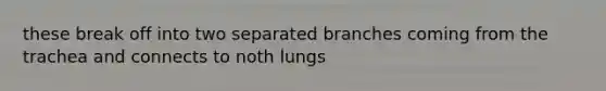 these break off into two separated branches coming from the trachea and connects to noth lungs