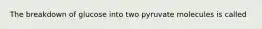 The breakdown of glucose into two pyruvate molecules is called