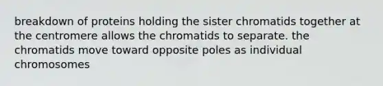 breakdown of proteins holding the sister chromatids together at the centromere allows the chromatids to separate. the chromatids move toward opposite poles as individual chromosomes