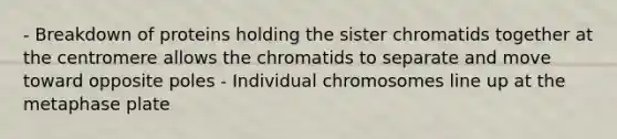 - Breakdown of proteins holding the sister chromatids together at the centromere allows the chromatids to separate and move toward opposite poles - Individual chromosomes line up at the metaphase plate