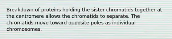 Breakdown of proteins holding the sister chromatids together at the centromere allows the chromatids to separate. The chromatids move toward opposite poles as individual chromosomes.