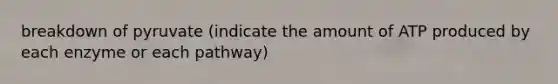 breakdown of pyruvate (indicate the amount of ATP produced by each enzyme or each pathway)