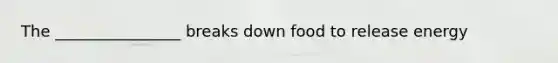 The ________________ breaks down food to release energy