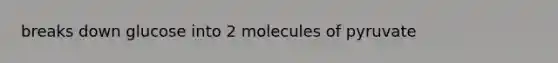 breaks down glucose into 2 molecules of pyruvate