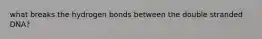 what breaks the hydrogen bonds between the double stranded DNA?