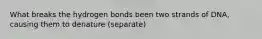 What breaks the hydrogen bonds been two strands of DNA, causing them to denature (separate)