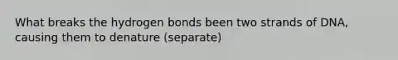 What breaks the hydrogen bonds been two strands of DNA, causing them to denature (separate)