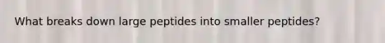 What breaks down large peptides into smaller peptides?