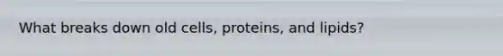 What breaks down old cells, proteins, and lipids?