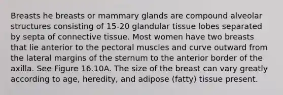 Breasts he breasts or mammary glands are compound alveolar structures consisting of 15-20 glandular tissue lobes separated by septa of connective tissue. Most women have two breasts that lie anterior to the pectoral muscles and curve outward from the lateral margins of the sternum to the anterior border of the axilla. See Figure 16.10A. The size of the breast can vary greatly according to age, heredity, and adipose (fatty) tissue present.