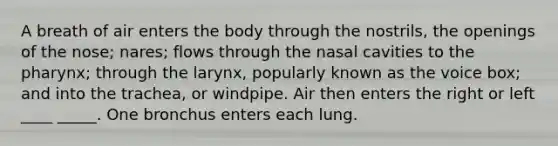 A breath of air enters the body through the nostrils, the openings of the nose; nares; flows through the nasal cavities to the pharynx; through the larynx, popularly known as the voice box; and into the trachea, or windpipe. Air then enters the right or left ____ _____. One bronchus enters each lung.