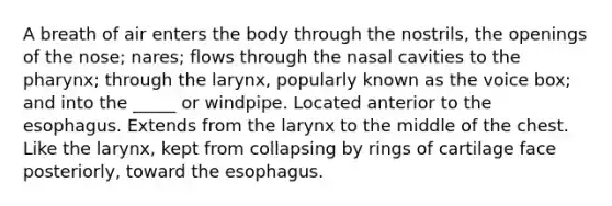 A breath of air enters the body through the nostrils, the openings of the nose; nares; flows through the nasal cavities to the pharynx; through the larynx, popularly known as the voice box; and into the _____ or windpipe. Located anterior to the esophagus. Extends from the larynx to the middle of the chest. Like the larynx, kept from collapsing by rings of cartilage face posteriorly, toward the esophagus.