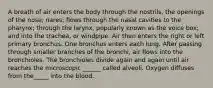 A breath of air enters the body through the nostrils, the openings of the nose; nares; flows through the nasal cavities to the pharynx; through the larynx, popularly known as the voice box; and into the trachea, or windpipe. Air then enters the right or left primary bronchus. One bronchus enters each lung. After passing through smaller branches of the bronchi, air flows into the bronchioles. The bronchioles divide again and again until air reaches the microscopic ______ called alveoli. Oxygen diffuses from the_____ into the blood.