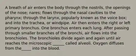 A breath of air enters the body through the nostrils, the openings of the nose; nares; flows through the nasal cavities to the pharynx; through the larynx, popularly known as the voice box; and into the trachea, or windpipe. Air then enters the right or left primary bronchus. One bronchus enters each lung. After passing through smaller branches of the bronchi, air flows into the bronchioles. The bronchioles divide again and again until air reaches the microscopic ______ called alveoli. Oxygen diffuses from the_____ into the blood.