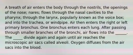 A breath of air enters the body through the nostrils, the openings of the nose; nares; flows through the nasal cavities to the pharynx; through the larynx, popularly known as the voice box; and into the trachea, or windpipe. Air then enters the right or left primary bronchus. One bronchus enters each lung. After passing through smaller branches of the bronchi, air flows into the ______. The _____ divide again and again until air reaches the microscopic air sacs called alveoli. Oxygen diffuses from the air sacs into the blood.