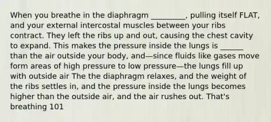 When you breathe in the diaphragm _________, pulling itself FLAT, and your external intercostal muscles between your ribs contract. They left the ribs up and out, causing the chest cavity to expand. This makes the pressure inside the lungs is ______ than the air outside your body, and—since fluids like gases move form areas of high pressure to low pressure—the lungs fill up with outside air The the diaphragm relaxes, and the weight of the ribs settles in, and the pressure inside the lungs becomes higher than the outside air, and the air rushes out. That's breathing 101